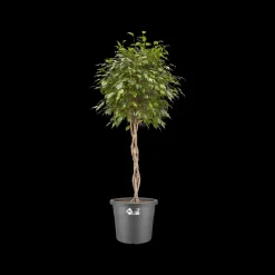 Elho Bloempot Algarve Cilindro Rond O30Cm Antraciet-Brico New