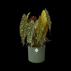 Elho Bloempot B. For Soft Rond O14Cm Groen-Brico Sale