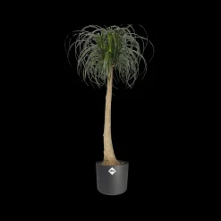 Elho Bloempot B. For Soft Rond O14Cm Antraciet-Brico Hot