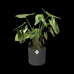 Elho Bloempot B. For Soft Rond O14Cm Antraciet-Brico Hot