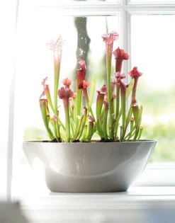 Elho Bloempot Brussels Diamond Ovaal 36Cm Oyster Pearl-Brico Online