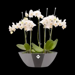 Elho Bloempot Brussels Diamond Ovaal 36Cm Oyster Pearl-Brico Online