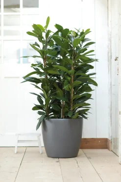 Elho Bloempot Brussels Rond Wielen O35Cm Antraciet-Brico New