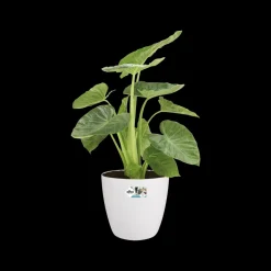 Elho Bloempot Brussels Rond Wielen O35Cm Wit-Brico Clearance