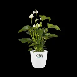 Elho Bloempot Brussels Rond Wielen O35Cm Wit-Brico Clearance