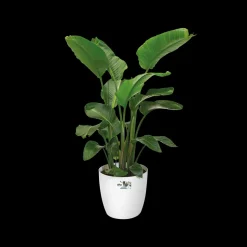 Elho Brussels Rond Wielen O47Cm Wit-Brico Discount