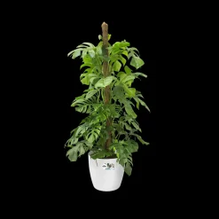 Elho Brussels Rond Wielen O47Cm Wit-Brico Discount