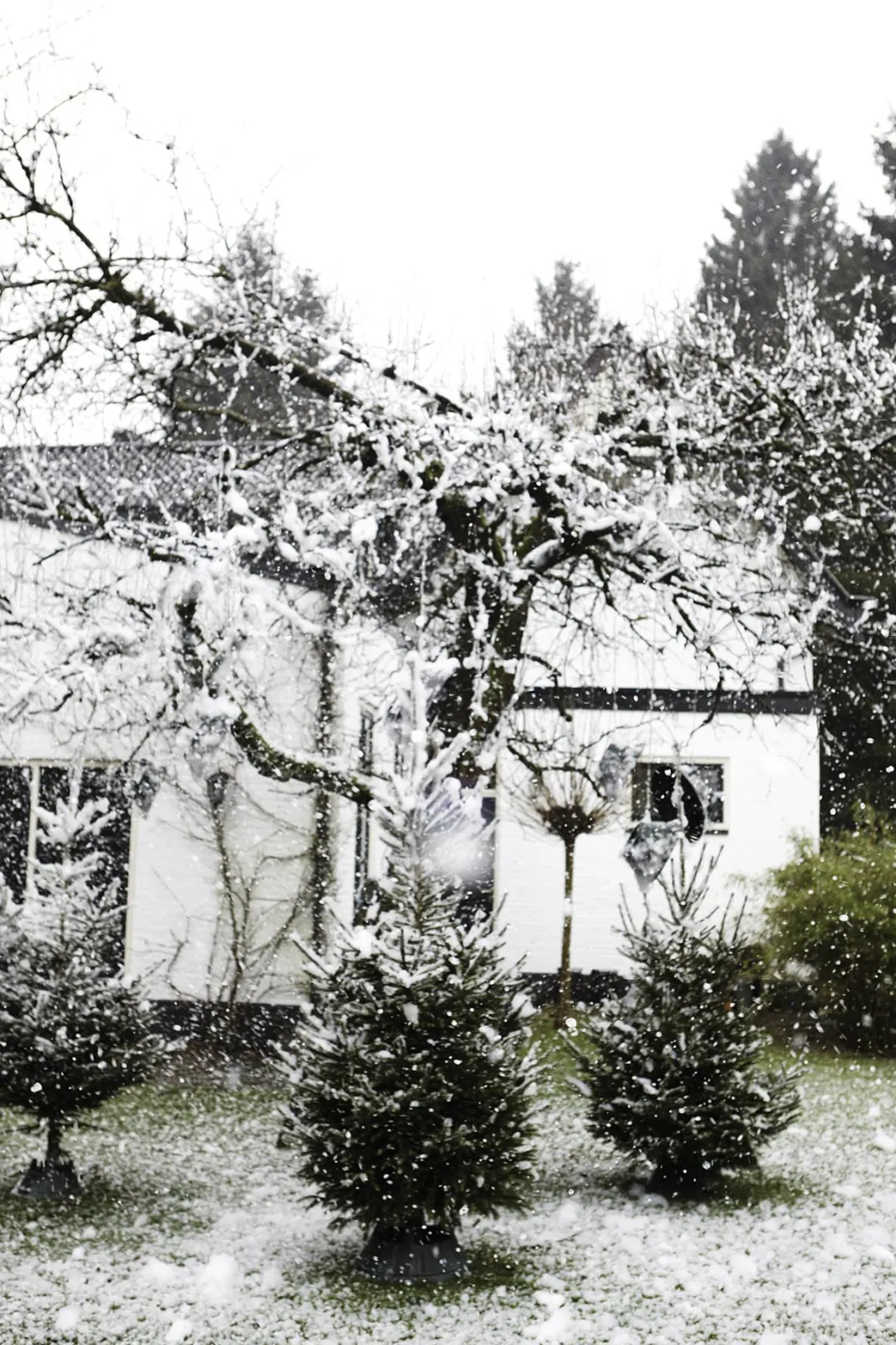 Brico Elho Kerstboomvoet Nordman Groen 52Cm Clearance