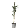 Eucalyptus Silver Dollar - Winterharde Eucalyptus - Pot 19Cm - Hoogte 100-110Cm-Brico Online