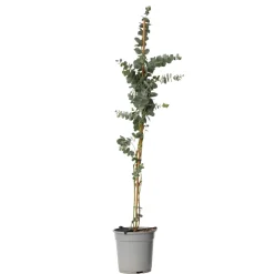 Eucalyptus Silver Dollar - Winterharde Eucalyptus - Pot 19Cm - Hoogte 100-110Cm-Brico Online