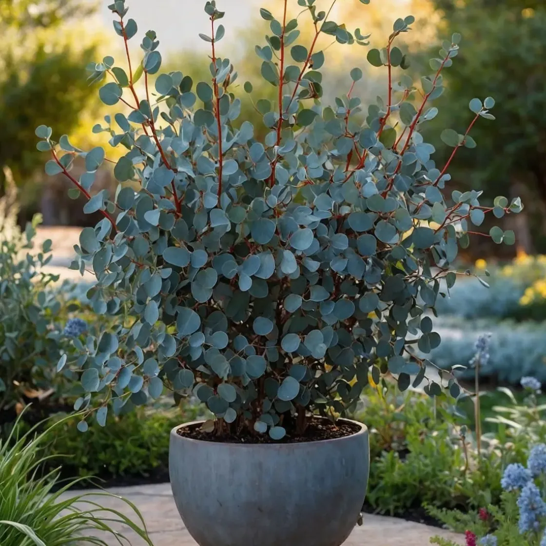 Eucalyptus Silver Dollar - Winterharde Eucalyptus - Pot 19Cm - Hoogte 100-110Cm-Brico Online