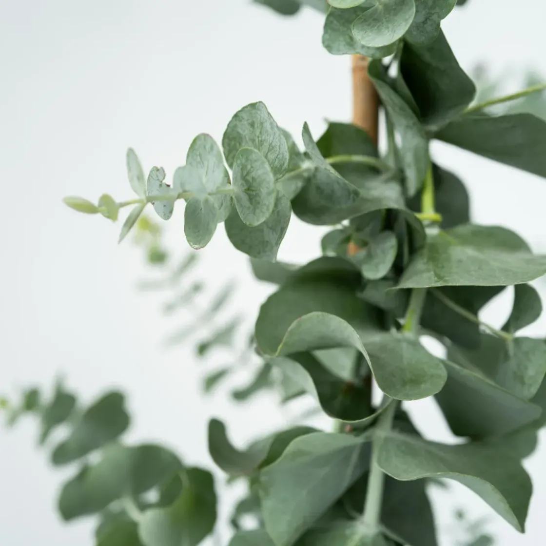 Eucalyptus Silver Dollar - Winterharde Eucalyptus - Pot 19Cm - Hoogte 100-110Cm-Brico Online
