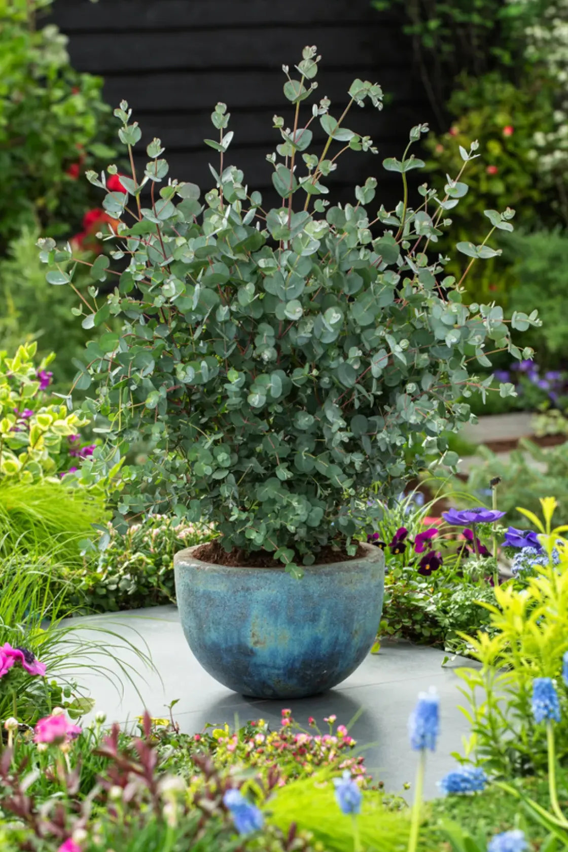Eucalyptus Silver Dollar - Winterharde Eucalyptus - Pot 19Cm - Hoogte 100-110Cm-Brico Online