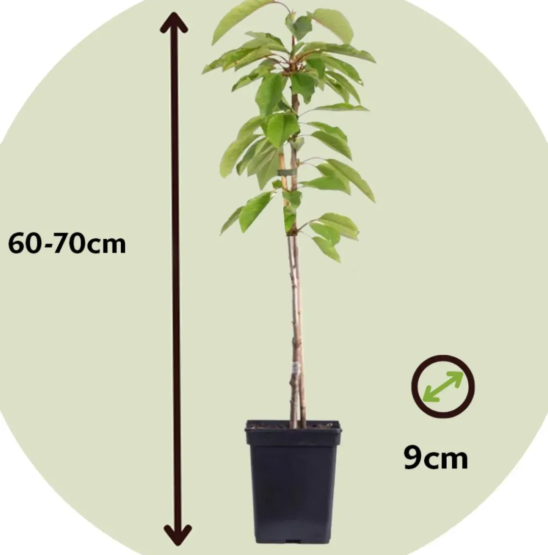 Fruitbomen - Mix Van 4 - Prunus - Pyrus - Malus - Pot 9Cm - Hoogte 60-70Cm-Brico Hot