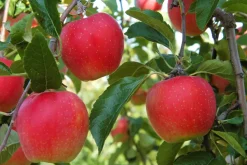 Fruitbomen - Mix Van 4 - Prunus - Pyrus - Malus - Pot 9Cm - Hoogte 60-70Cm-Brico Hot