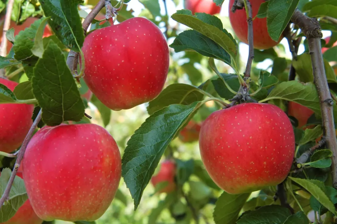 Fruitbomen - Mix Van 4 - Prunus - Pyrus - Malus - Pot 9Cm - Hoogte 60-70Cm-Brico Hot