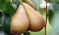 Fruitbomen - Mix Van 4 - Prunus - Pyrus - Malus - Pot 9Cm - Hoogte 60-70Cm-Brico Hot