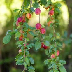 Fruitbomen - Mix Van 4 - Prunus - Pyrus - Malus - Pot 9Cm - Hoogte 60-70Cm-Brico Hot