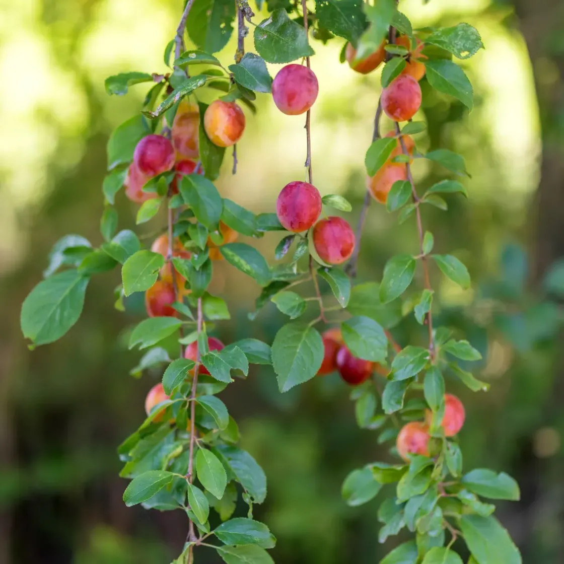 Fruitbomen - Mix Van 4 - Prunus - Pyrus - Malus - Pot 9Cm - Hoogte 60-70Cm-Brico Hot