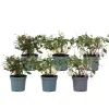 Fuchsia - Mix Van 6 - Sarah, Lady Thumb, Ricartonnii - Pot 9Cm - Hoogte 10-20Cm-Brico Online