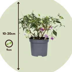 Fuchsia - Mix Van 6 - Sarah, Lady Thumb, Ricartonnii - Pot 9Cm - Hoogte 10-20Cm-Brico Online