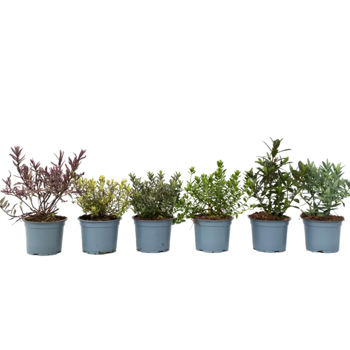 Hebe Pinguifolia - Mix Van 12 - Struikveronica - Pot 10.5Cm - Hoogte 15-20Cm-Brico Best