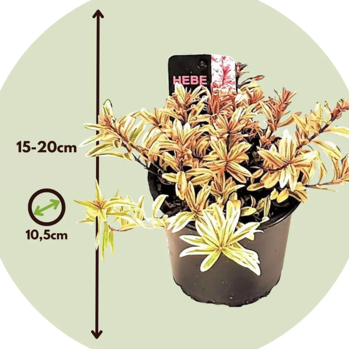 Hebe Pinguifolia - Mix Van 12 - Struikveronica - Pot 10.5Cm - Hoogte 15-20Cm-Brico Best