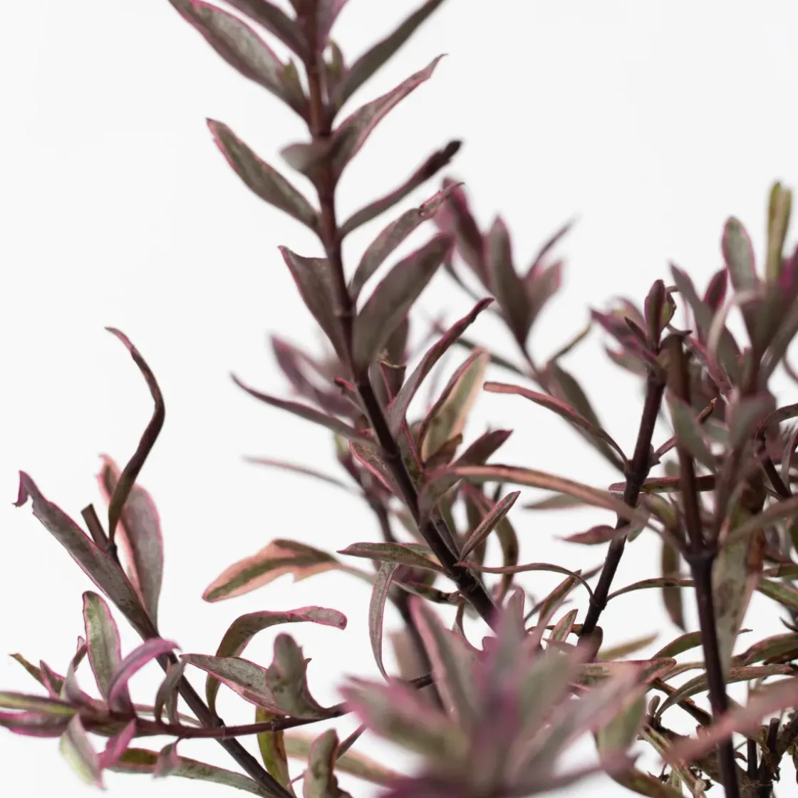 Hebe Pinguifolia - Mix Van 12 - Struikveronica - Pot 10.5Cm - Hoogte 15-20Cm-Brico Best