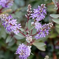 Hebe Pinguifolia - Mix Van 12 - Struikveronica - Pot 10.5Cm - Hoogte 15-20Cm-Brico Best