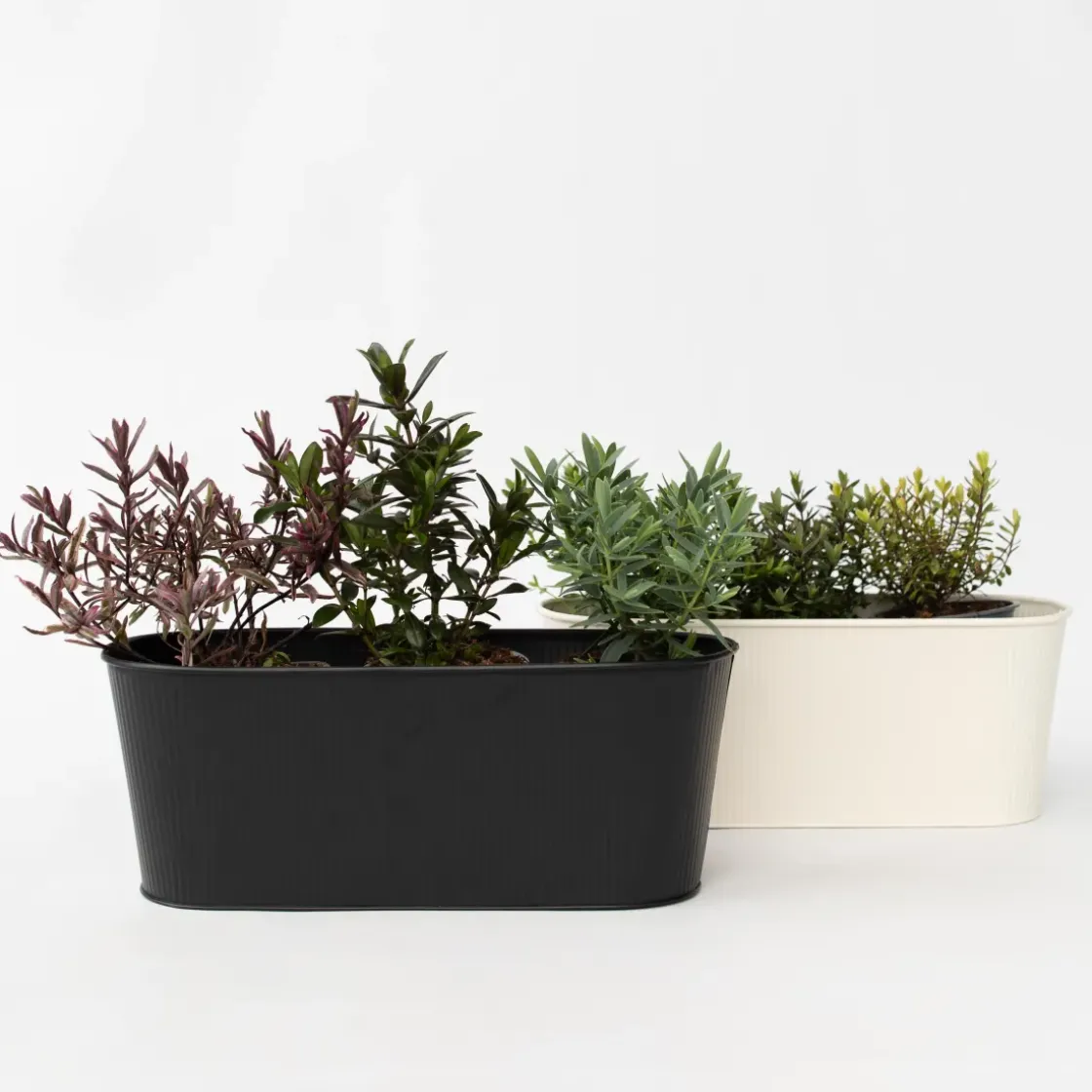 Hebe Pinguifolia - Mix Van 12 - Struikveronica - Pot 10.5Cm - Hoogte 15-20Cm-Brico Best