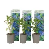 Hydrangea Macrophylla - Blauw - Set Van 3 - Hortensia - Pot 9Cm - Hoogte 25-40Cm-Brico Sale