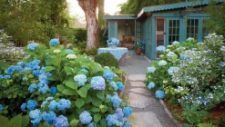 Hydrangea Macrophylla - Blauw - Set Van 3 - Hortensia - Pot 9Cm - Hoogte 25-40Cm-Brico Sale