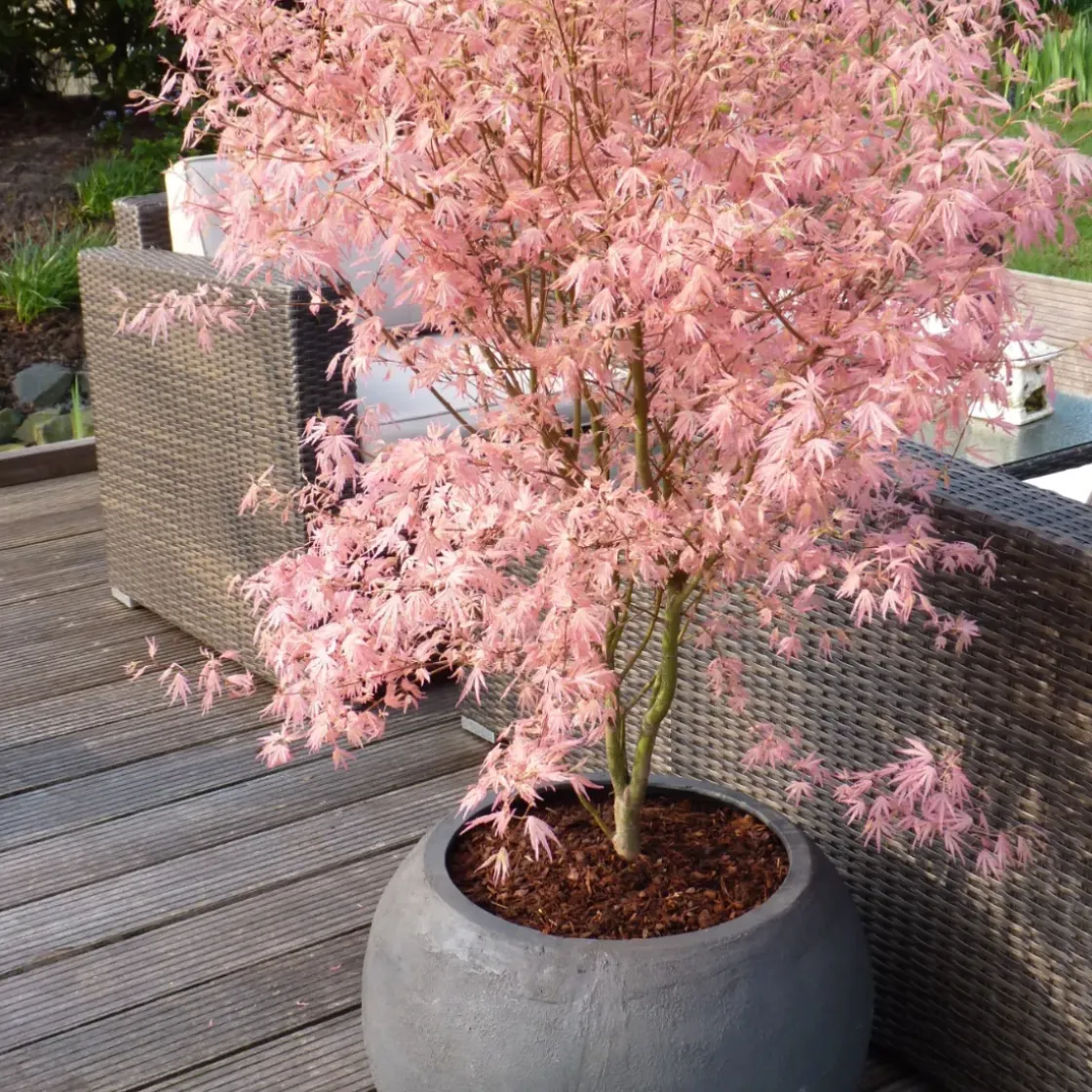 Japanese Maple 'Taylor' - "Limited Edition" - Pot 19Cm - Hoogte 50-60Cm-Brico Hot