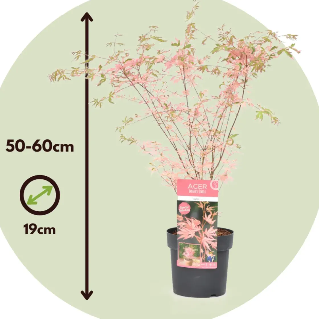 Japanese Maple 'Taylor' - "Limited Edition" - Pot 19Cm - Hoogte 50-60Cm-Brico Hot