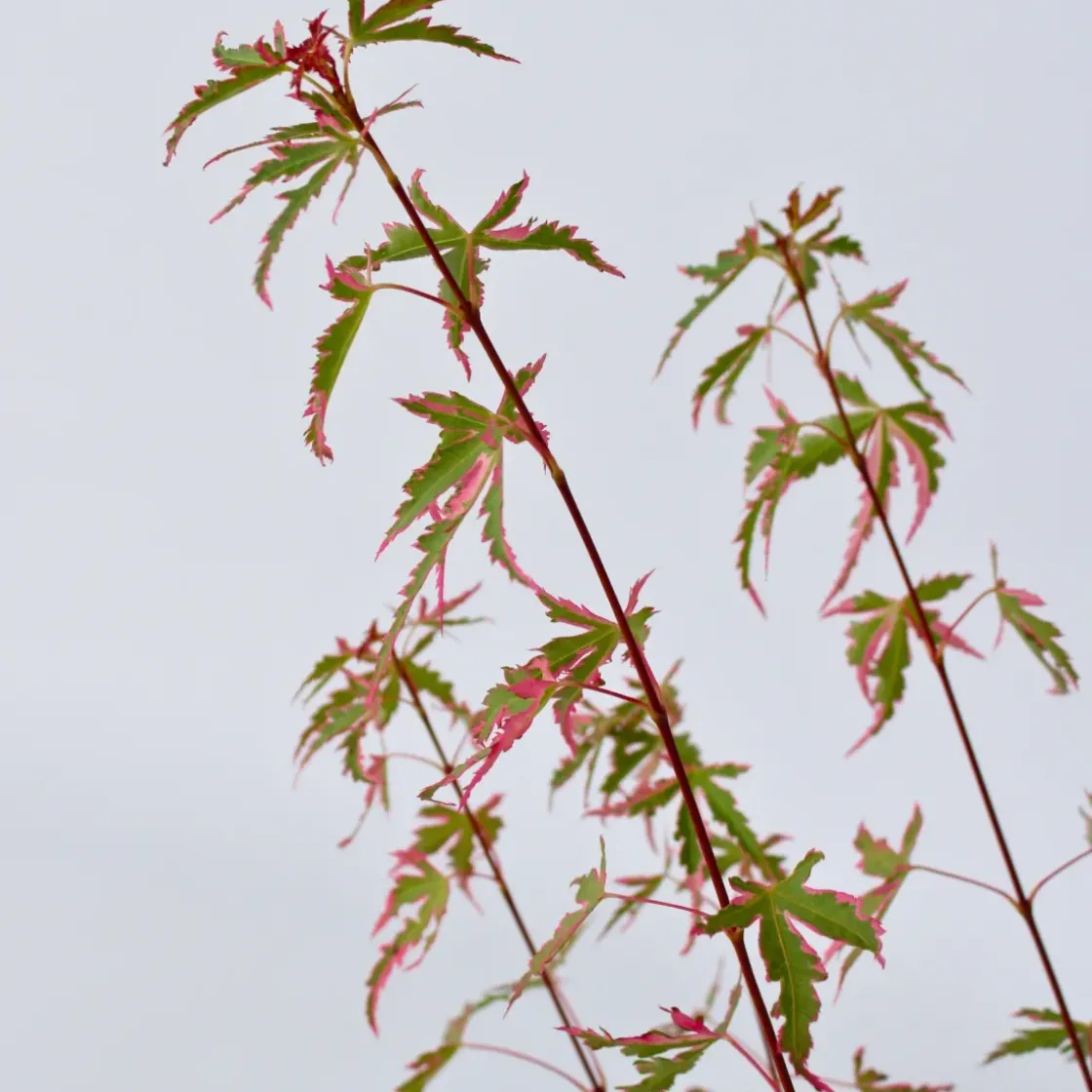 Japanese Maple 'Taylor' - "Limited Edition" - Pot 19Cm - Hoogte 50-60Cm-Brico Hot