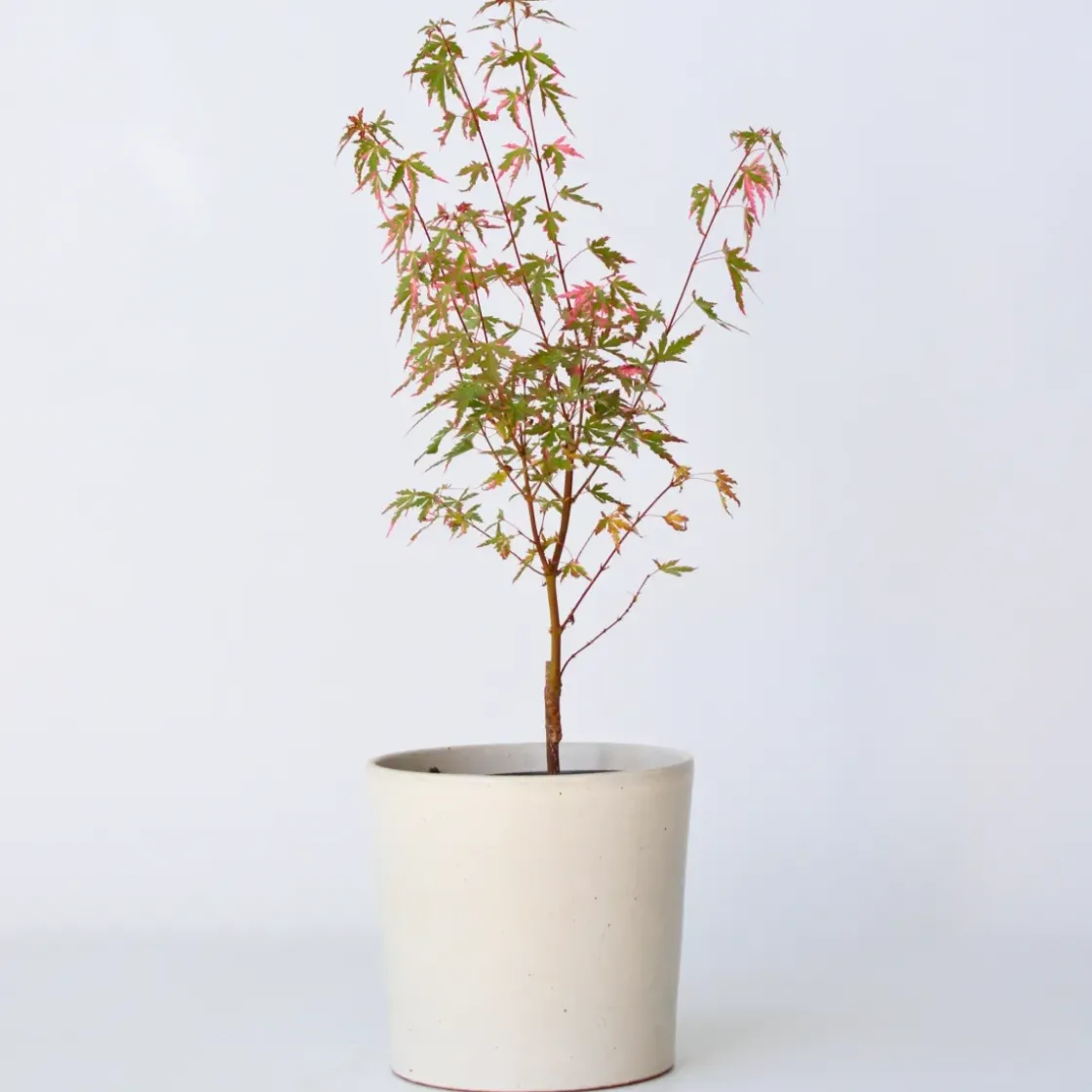 Japanese Maple 'Taylor' - "Limited Edition" - Pot 19Cm - Hoogte 50-60Cm-Brico Hot