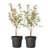 Japanese Maple 'Taylor' - Set Van 2 - Esdoorn - Pot 19Cm - Hoogte 50-60Cm-Brico Online