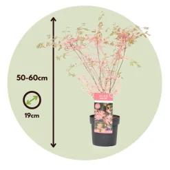 Japanese Maple 'Taylor' - Set Van 2 - Esdoorn - Pot 19Cm - Hoogte 50-60Cm-Brico Online