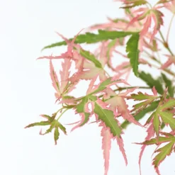 Japanese Maple 'Taylor' - Set Van 2 - Esdoorn - Pot 19Cm - Hoogte 50-60Cm-Brico Online