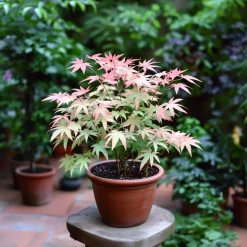 Japanese Maple 'Taylor' - Set Van 2 - Esdoorn - Pot 19Cm - Hoogte 50-60Cm-Brico Online