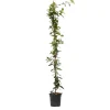Jasmijn Xl - Klimplant - Pot 17Cm - Hoogte 110-120Cm-Brico Clearance