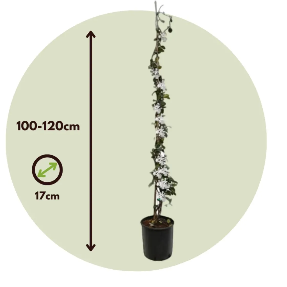 Jasmijn Xl - Klimplant - Pot 17Cm - Hoogte 110-120Cm-Brico Clearance