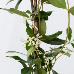 Jasmijn Xl - Klimplant - Pot 17Cm - Hoogte 110-120Cm-Brico Clearance