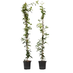Jasmijn Xl - Set Van 2 - Klimplant - Pot 17Cm - Hoogte 110-120Cm-Brico Online