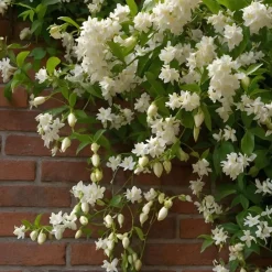 Jasmijn Xl - Set Van 2 - Klimplant - Pot 17Cm - Hoogte 110-120Cm-Brico Online