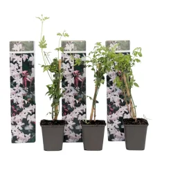 Jasminoides Officinale - Set Van 3 - Wit - Jasmijn - Pot 9Cm - Hoogte 25-40Cm-Brico Discount