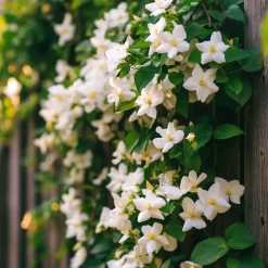 Jasminoides Officinale - Set Van 3 - Wit - Jasmijn - Pot 9Cm - Hoogte 25-40Cm-Brico Discount