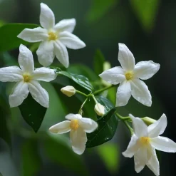 Jasminoides Officinale - Set Van 3 - Wit - Jasmijn - Pot 9Cm - Hoogte 25-40Cm-Brico Discount