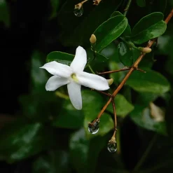Jasminoides Officinale - Set Van 3 - Wit - Jasmijn - Pot 9Cm - Hoogte 25-40Cm-Brico Discount