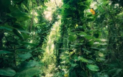 Komar Fotobehang Green Leaves-Brico Online